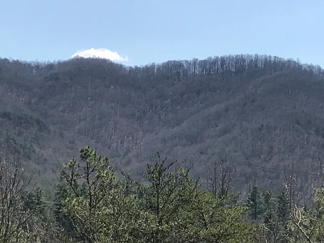 All About the View Cabin