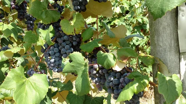 Emerita Vineyards LLC