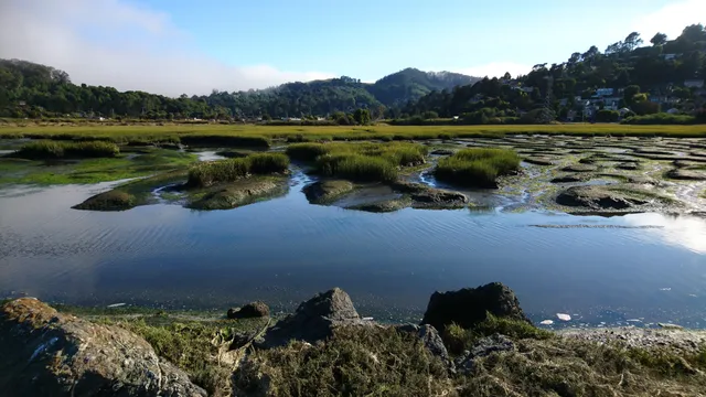 Bothin Marsh Preserve
