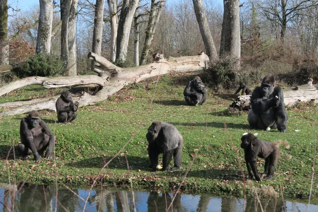 La Case des Chimpanzés