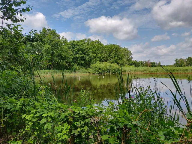 Natuurgebied Platwijers - Wijvenheide
