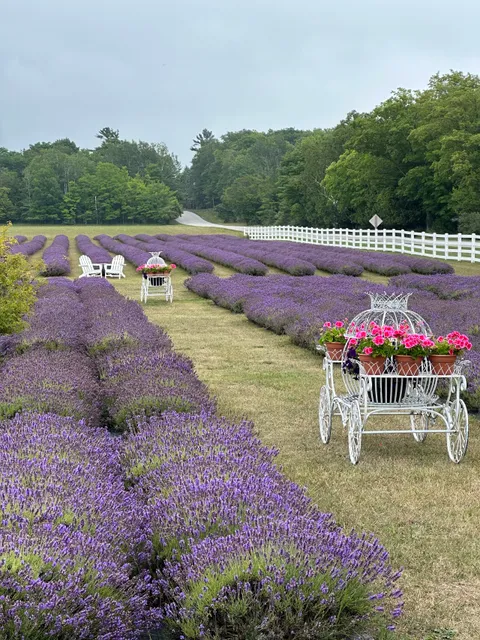 Lavender Farm