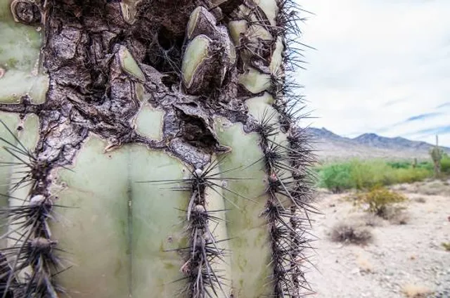 Cactus Point, Brinchang, Pahang.