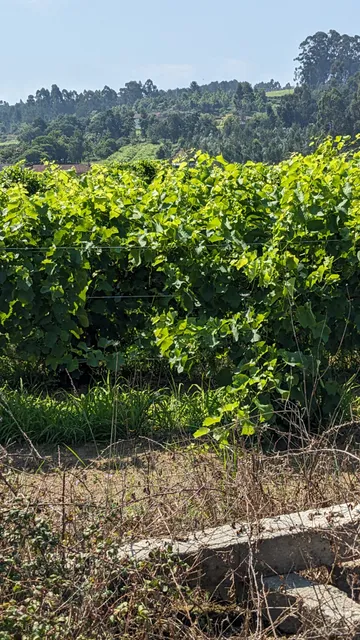 Adegas Terra de Asorei