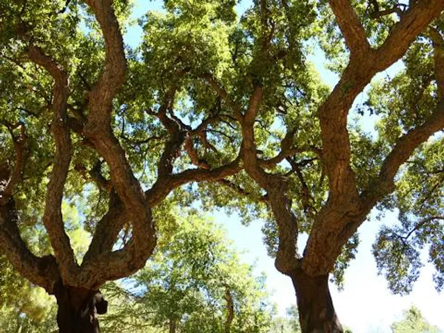 Las Brujas de Cachiche (parque)
