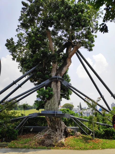 Century Old Lychee Tree (1822)
