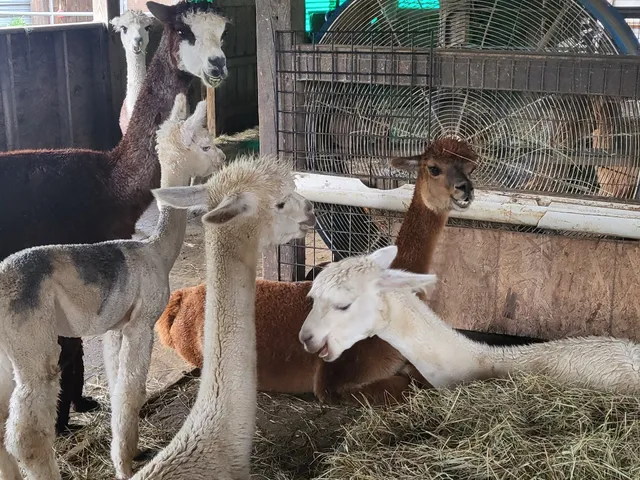 Coventry Falls Alpacas
