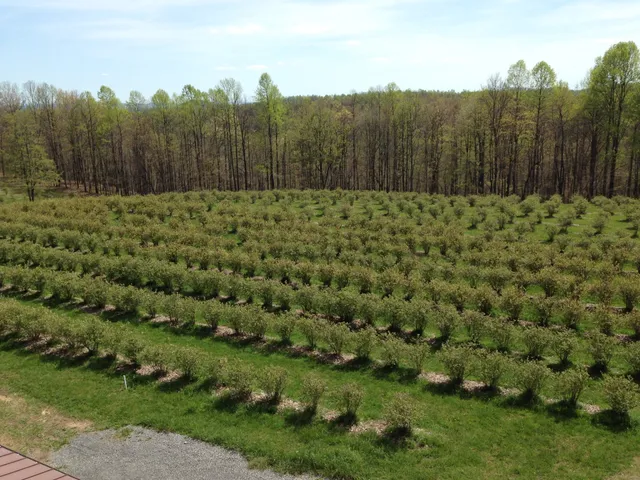 Blueberry Ridge Farms