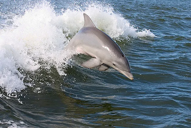 St. Pete Beach Dolphin Tours