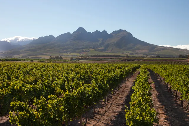 The Winery of Good Hope