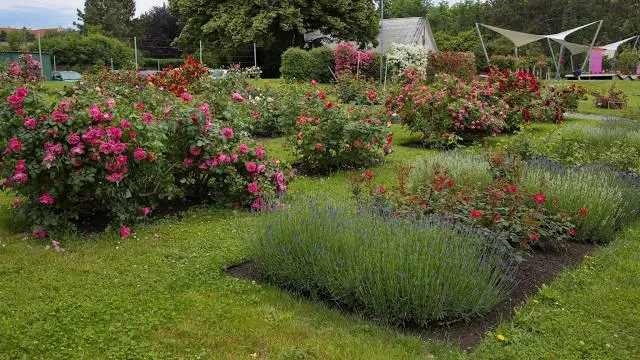 photo-2