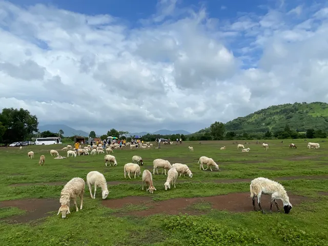 Đồi Cừu Suối Nghệ