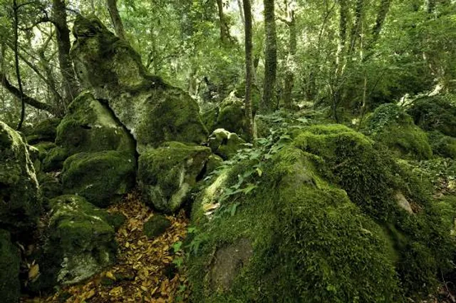 The Enchanted Forest