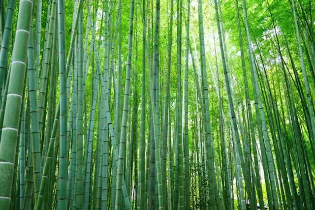 The Bamboo Forest