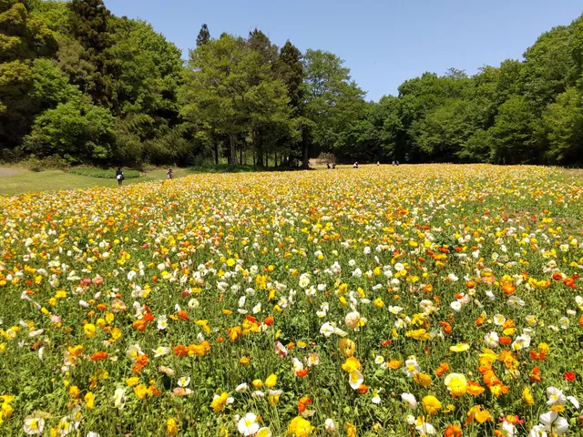 ウンドウヒロバハナバタケ