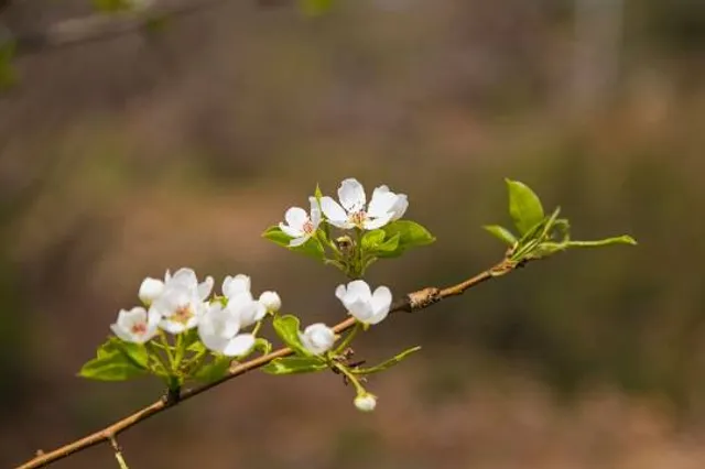 Les Jardins du Grand-Portage
