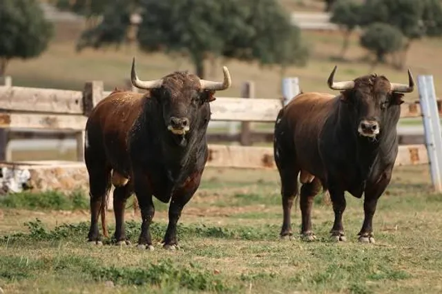 Portal Grande Sertão