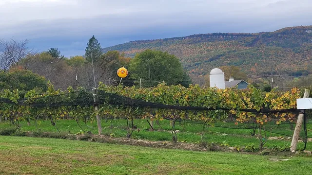 Whitecliff Vineyard & Winery