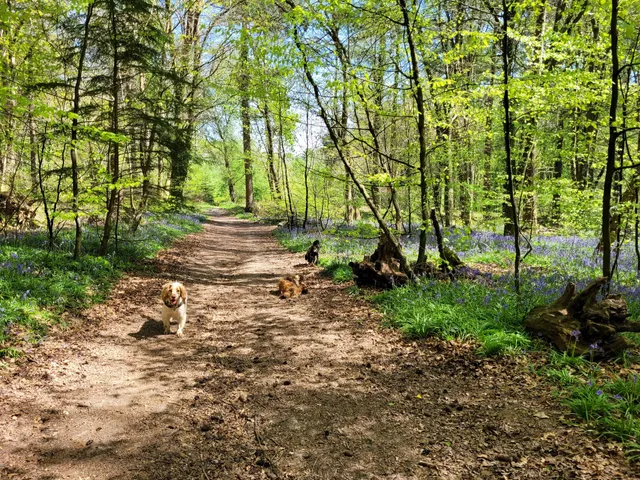 Stoke Park Woods