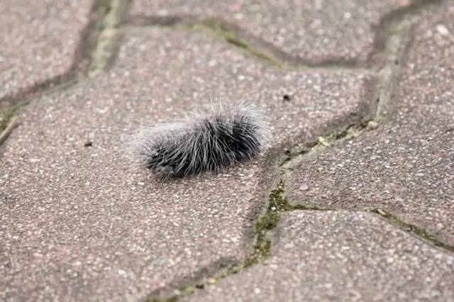 Hönower Weiherkette