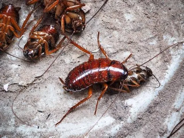 Schloss Kornberg Bardeau'sches Kultur- und Ausstellungszentrum