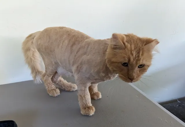 Minerva's Pet Grooming and Boarding