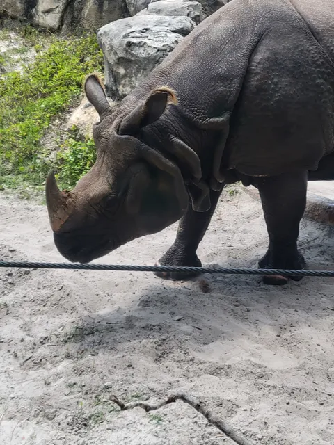 Wharton-Smith Tropical Splash Ground