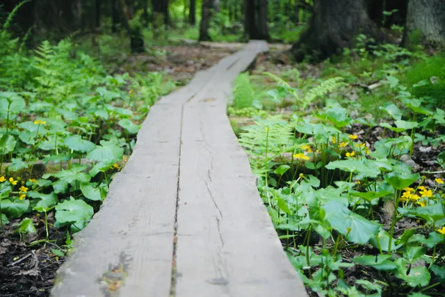 Haltiala old-growth forest
