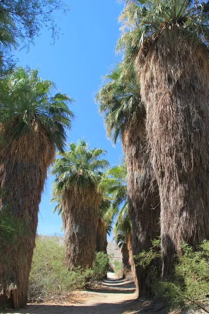 Coachella Valley Preserve - Thousand Palms Oasis Preserve