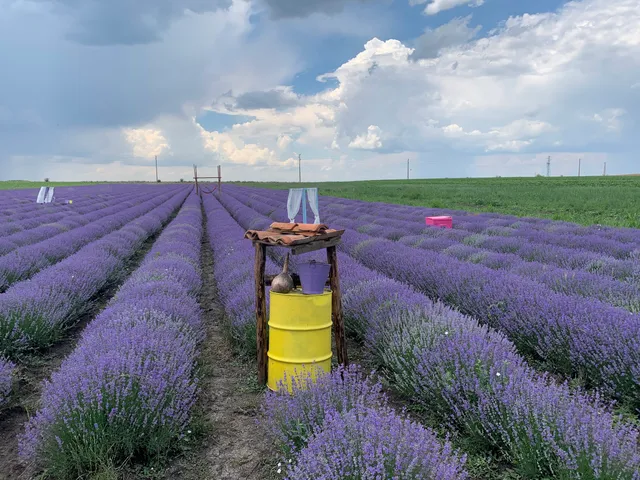 Lavender World (Лавандулов Свят) - Ароматна Био Ферма за Туризъм