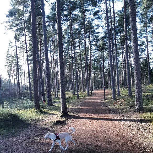 Kronoskogens naturreservat