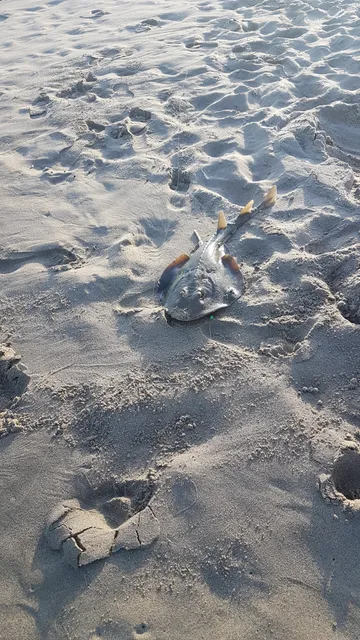 Beach Road picnic area