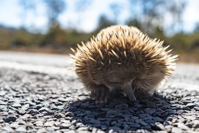 Crescent Beach Preserve