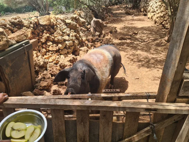 Menorca Donkey Rescue