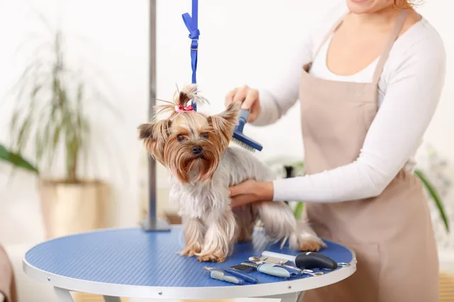 Soft Paws Pet Grooming