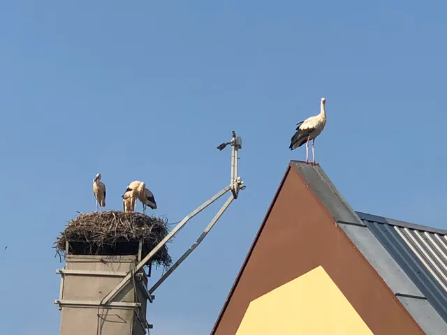 Bocianie gniazdo w Przygodzicach