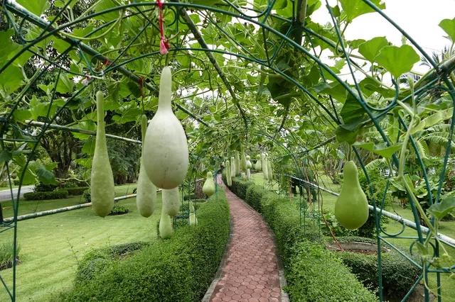 Bung Chawak Vegetable Park