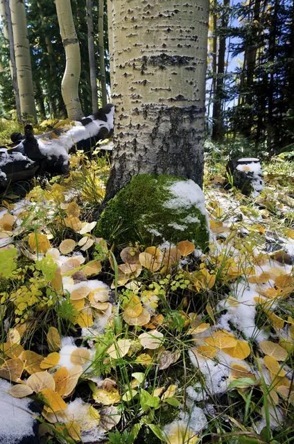 Vallensbæk Municipality