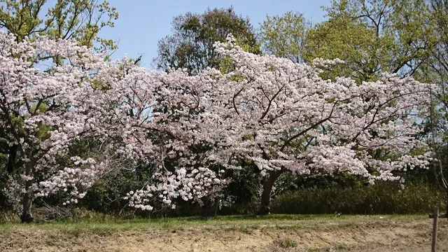Harayama Park
