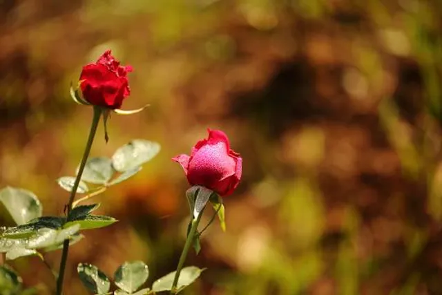 Botanical Garden@Padmapuram, Araku Valley