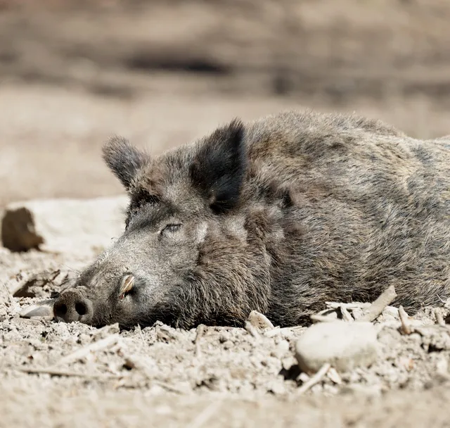 Wildtiergehege Naherholung Tannenbühl