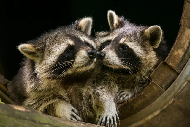 Niederfischbach e.V. Zoo