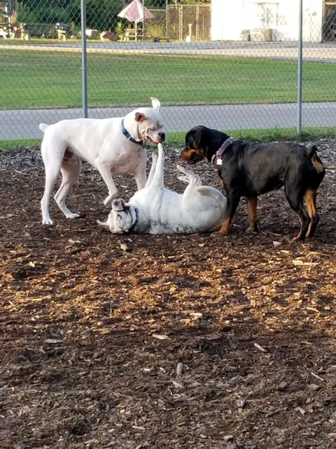 Attleboro Dog Park
