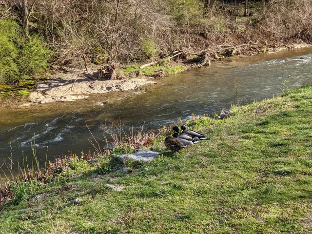 Luray-Hawksbill Greenway