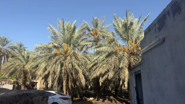 The Garden And Masjid Of Salman Al Farsi Ring Of Imam ALI
