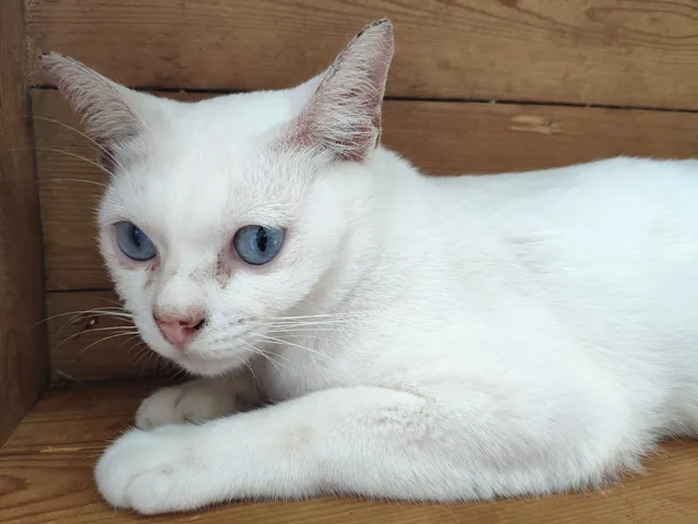 Ancient Thai Cat Conservation Center (Thai Cat House)
