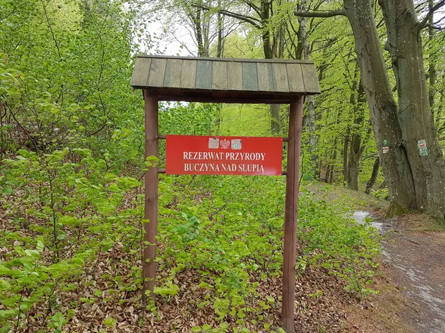 Rezerwat Przyrody Buczyna nad Słupią
