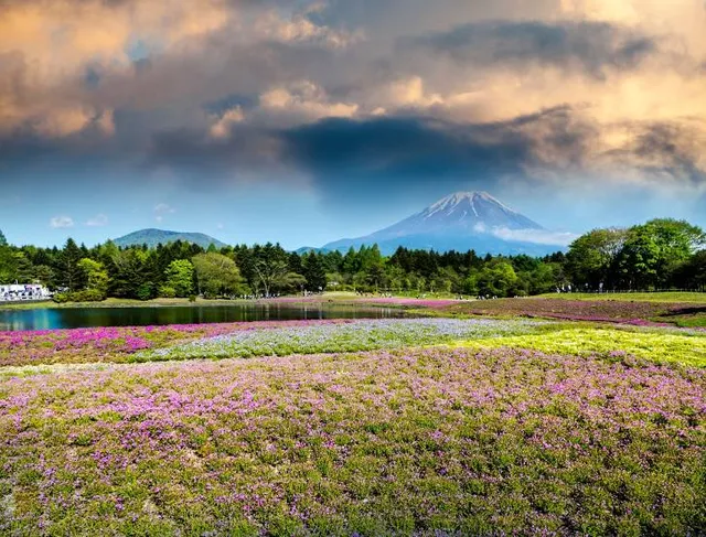 Fuji Shiba-sakura Festival Observation Deck
