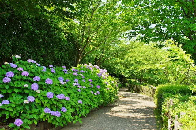 Imaizumi Meisui Sakura Park