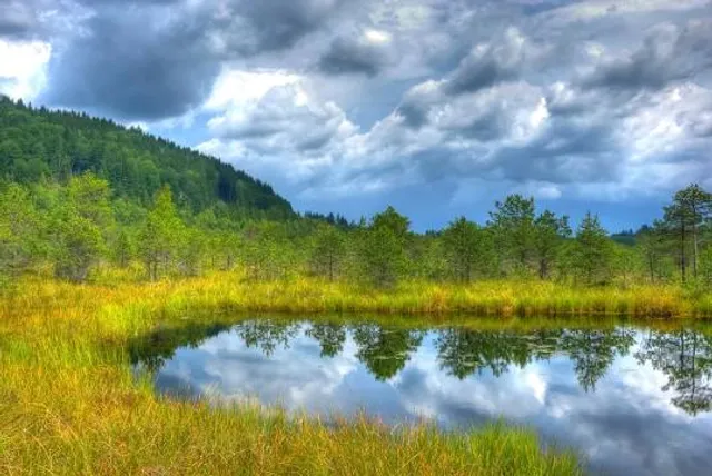 Tinovul Mohos Tőzegláp